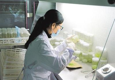 產(chǎn)業(yè)興 鄉(xiāng)村美 農(nóng)民樂(lè)——深耕農(nóng)業(yè)科研繪就鄉(xiāng)村振興新畫(huà)卷